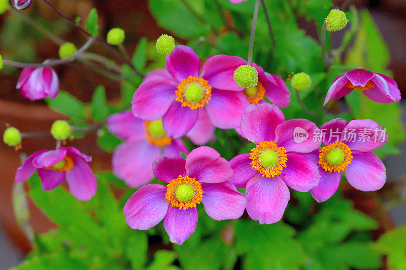 银莲花/日本银莲花花